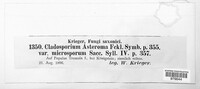 Cladosporium asteroma image